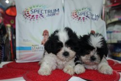 Shih Tzu Yavrumuz 4