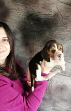 Minik Beagle Yavrulaeımız 2
