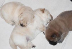 Anne Altından Safkan A Kalite Chow Chow Çin Aslanı Yavrularımız 4