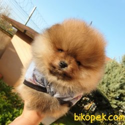 Pomeranian Teddy Face Mini Ayıcık Yavrularımız 3