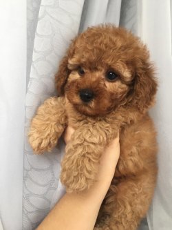 EV ORTAMINA UYGUN RED TOY POODLE YAVRUMUZ 1