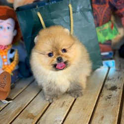 Gülen Surat MiniBoy PomeranianBoo Oğlumuz 5