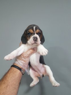 Satılık Elizabeth Beagle Yavru 3