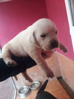 Labrador Retriever Yavrularımız 1