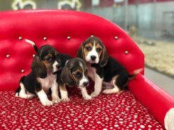 ELİZABETH BEAGLE YAVRULARIMIZ 1