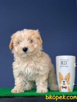 Baba Pooale Anne Maltese 3