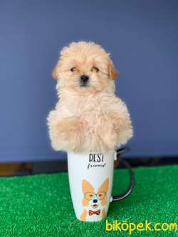 Baba Pooale Anne Maltese 2
