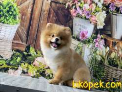 BABA RUSYA ŞAMPİYONU YAVRU SHOW DÜZEY TEDDYBEAR BOO 5