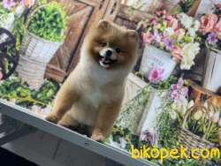 BABA RUSYA ŞAMPİYONU YAVRU SHOW DÜZEY TEDDYBEAR BOO 1