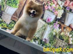 BABA RUSYA ŞAMPİYONU YAVRU SHOW DÜZEY TEDDYBEAR BOO 2