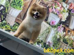 BABA RUSYA ŞAMPİYONU YAVRU SHOW DÜZEY TEDDYBEAR BOO 4