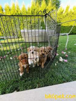 Baba Toypoddle Anne Maltipoo Harika Yavrularrr 1