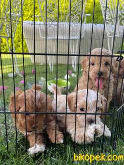 Baba Toypoddle Anne Maltipoo Harika Yavrularrr 2