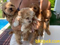 Baba Toypoddle Anne Maltipoo Harika Yavrularrr 3