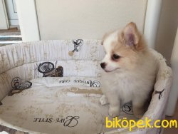 Babasi Pomeraniyan Anesi Eşpits 1