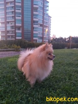 Babasi Pomeraniyan Anesi Eşpits 3