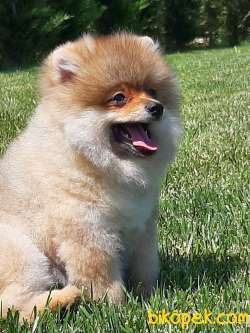 BABAY FACE POMERANİAN YAVRULARI 2