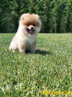 BABAY FACE POMERANİAN YAVRULARI 5