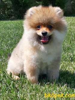 BABAY FACE POMERANİAN YAVRULARI 3