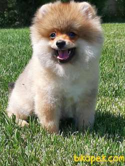 BABAY FACE POMERANİAN YAVRULARI 1
