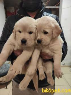 Babby Fece Golden Yavrularımız Hazır Irk Garantilidir 3