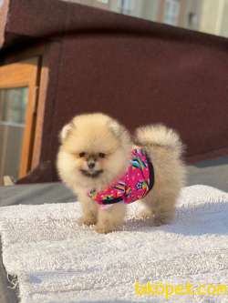 Baby Boy Bebeklerim THOR&BARNİE 5