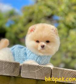 Baby Boy Pomeranian Yavrumuz 3