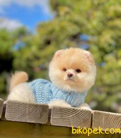 Baby Boy Pomeranian Yavrumuz 1
