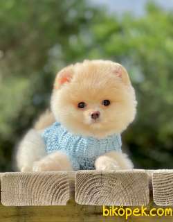 Baby Boy Pomeranian Yavrumuz 4