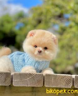 Baby Boy Pomeranian Yavrumuz 2