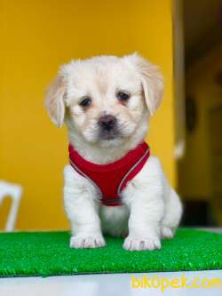 Baby Face 2 Aylık Uygun Erkek Terrier Yavrularım :) 2