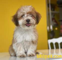 Baby Face 3 Aylık Dişi Maltipoo Yavrum Sizlerle :) 1