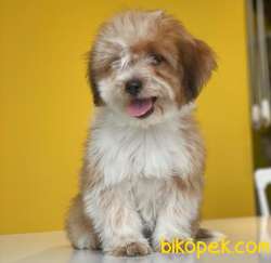 Baby Face 3 Aylık Dişi Maltipoo Yavrum Sizlerle :) 2