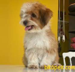 Baby Face 3 Aylık Dişi Maltipoo Yavrum Sizlerle :) 3