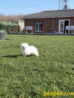Baby Face A Kalıte Pomeranian Yavruları 1