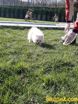 Baby Face A Kalıte Pomeranian Yavruları 2