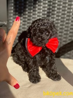 BABY FACE BLACK TOY POODLE YAVRUMUZ 2
