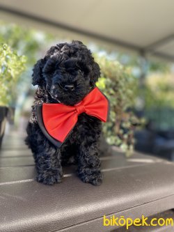 BABY FACE BLACK TOY POODLE YAVRUMUZ 1