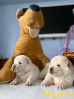 BABY FACE CHOW CHOW BEBEKLERİMİZ 5