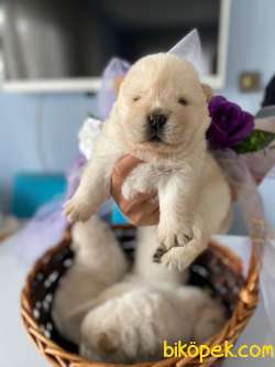 BABY FACE CHOW CHOW BEBEKLERİMİZ 2