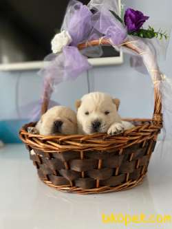 BABY FACE CHOW CHOW BEBEKLERİMİZ 3