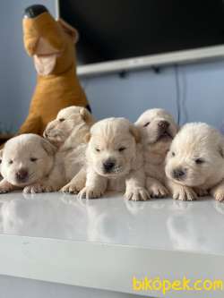 BABY FACE CHOW CHOW BEBEKLERİMİZ 1