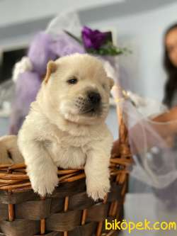 BABY FACE CHOW CHOW BEBEKLERİMİZ 4