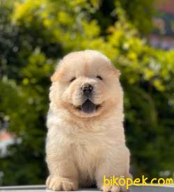 BABY FACE CHOW CHOW KIZIMIZ 5