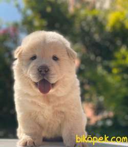 BABY FACE CHOW CHOW KIZIMIZ 3