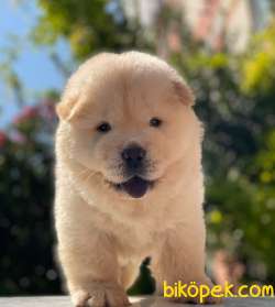 BABY FACE CHOW CHOW KIZIMIZ 1