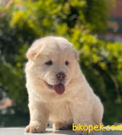 BABY FACE CHOW CHOW KIZIMIZ 2