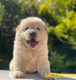 BABY FACE CHOW CHOW KIZIMIZ 4