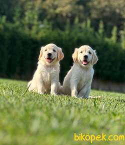 Baby Face Golden Bebeklerimiz Aşıları Tam