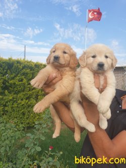 Baby Face Golden Redriever Yavrular 4